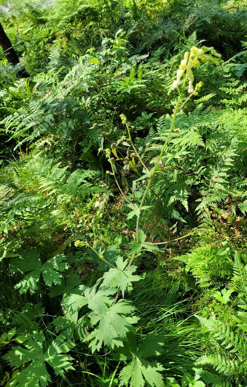 Aconitum krylovii habit