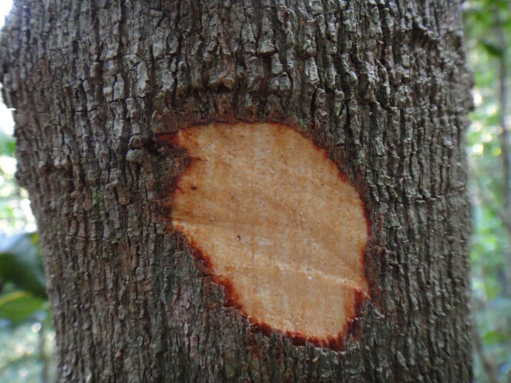Sloanea raynaliana bark