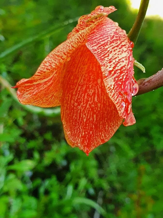 Gladiolus watsonioides flower