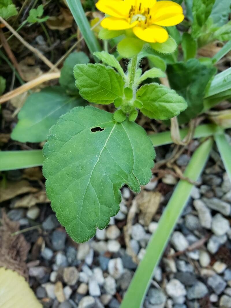 Chrysogonum virginianum — full shade houseplant