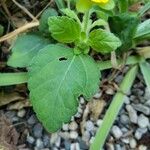 Chrysogonum virginianum