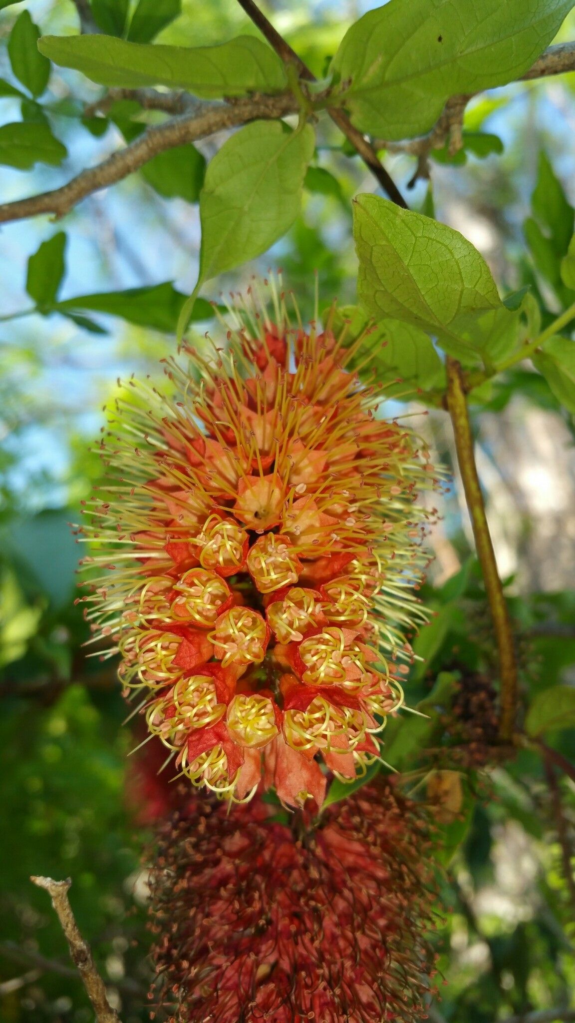 Combretum macrocalyx — houseplant care guide