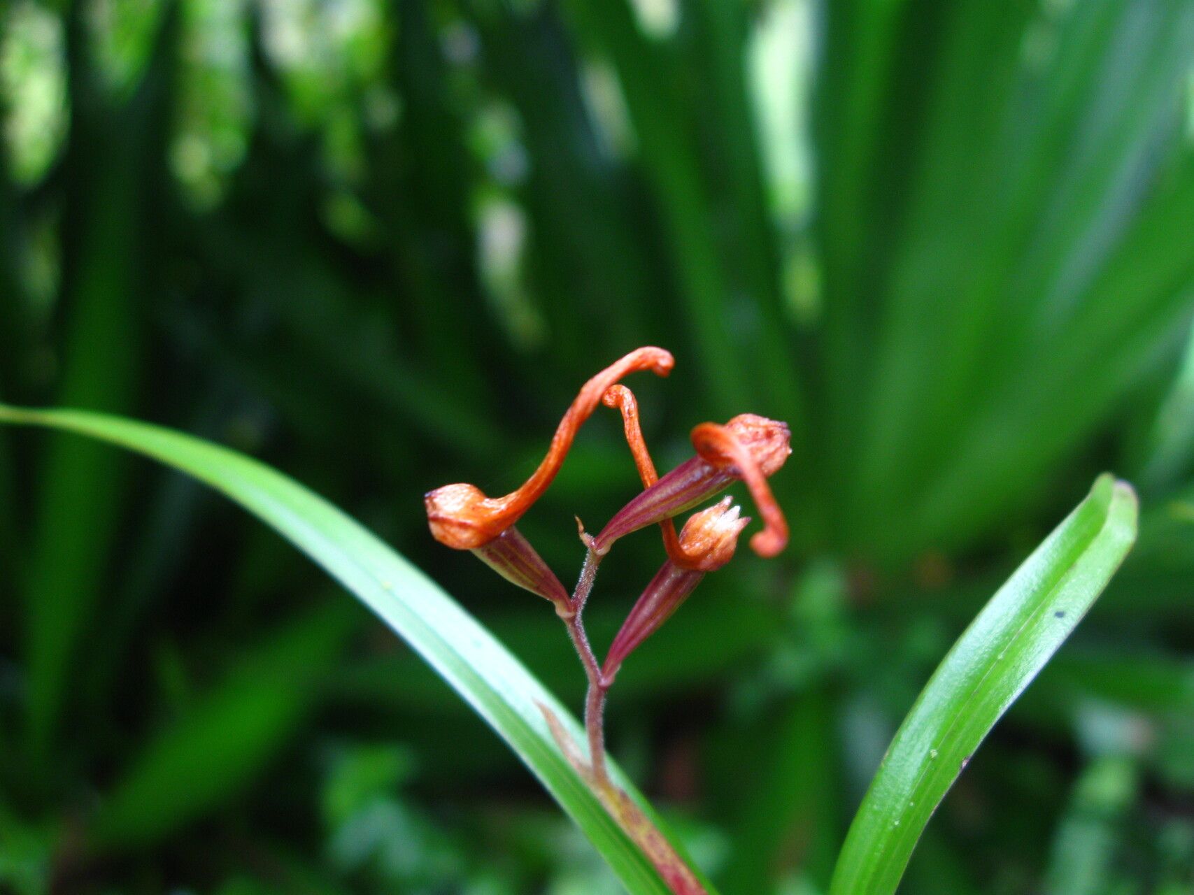Polystachya anthoceros fruit