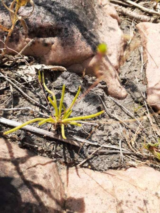 Phemeranthus parviflorus — search result for 'Prairie and woodlands of North America'