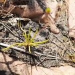 Phemeranthus parviflorus