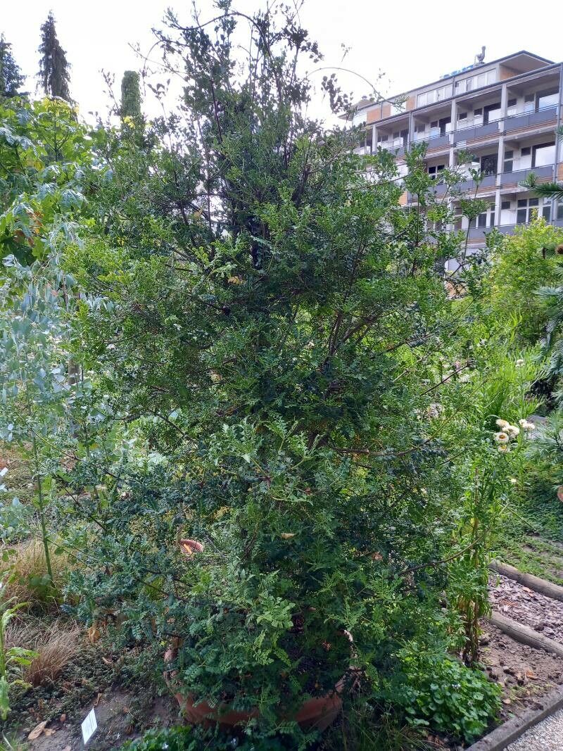 Phyllocladus trichomanoides habit