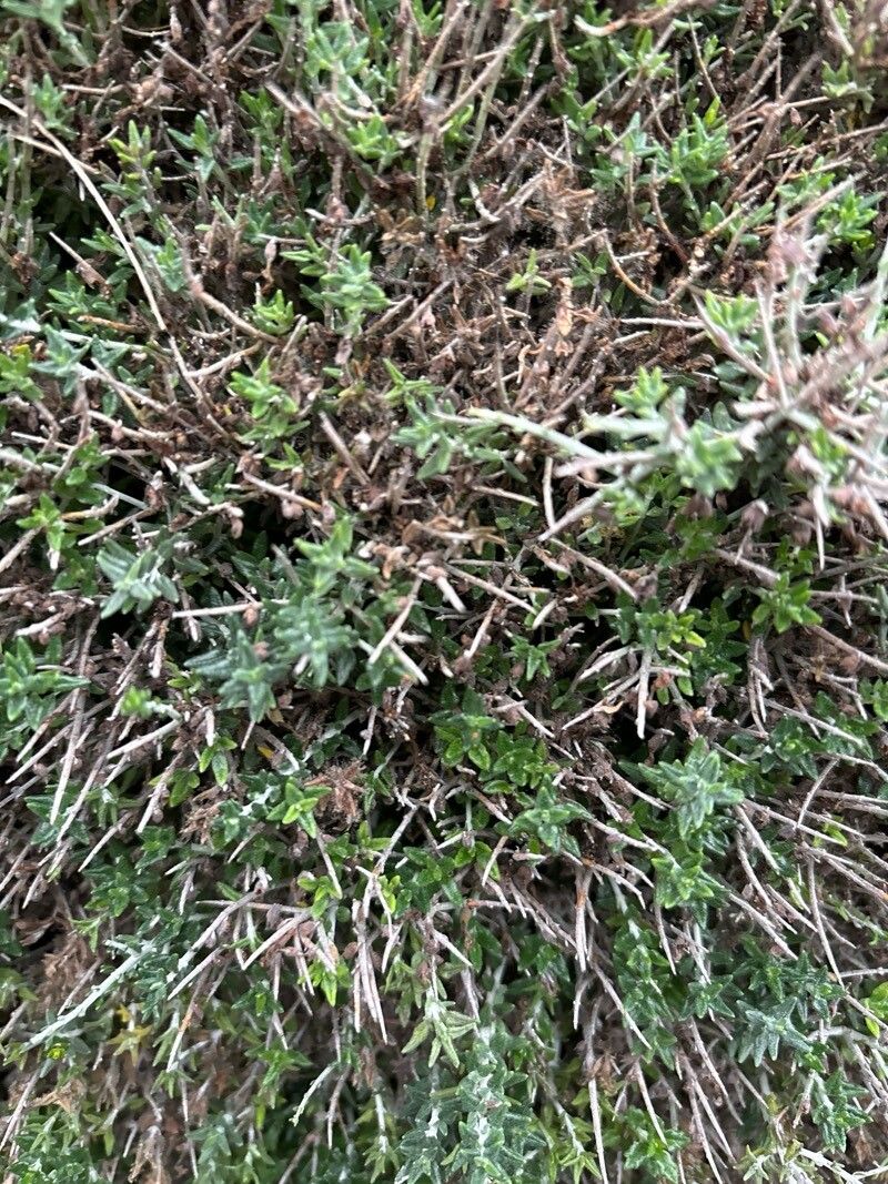 Teucrium subspinosum leaf