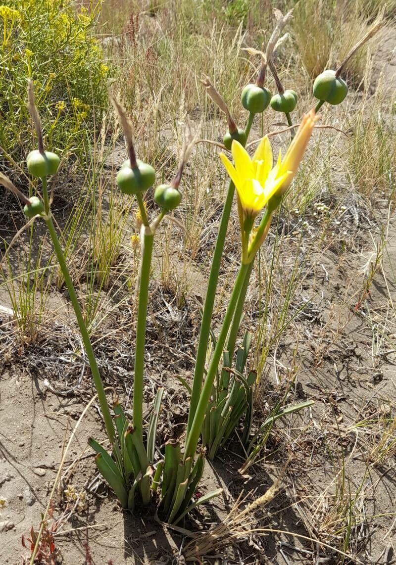 Zephyranthes gilliesiana habit