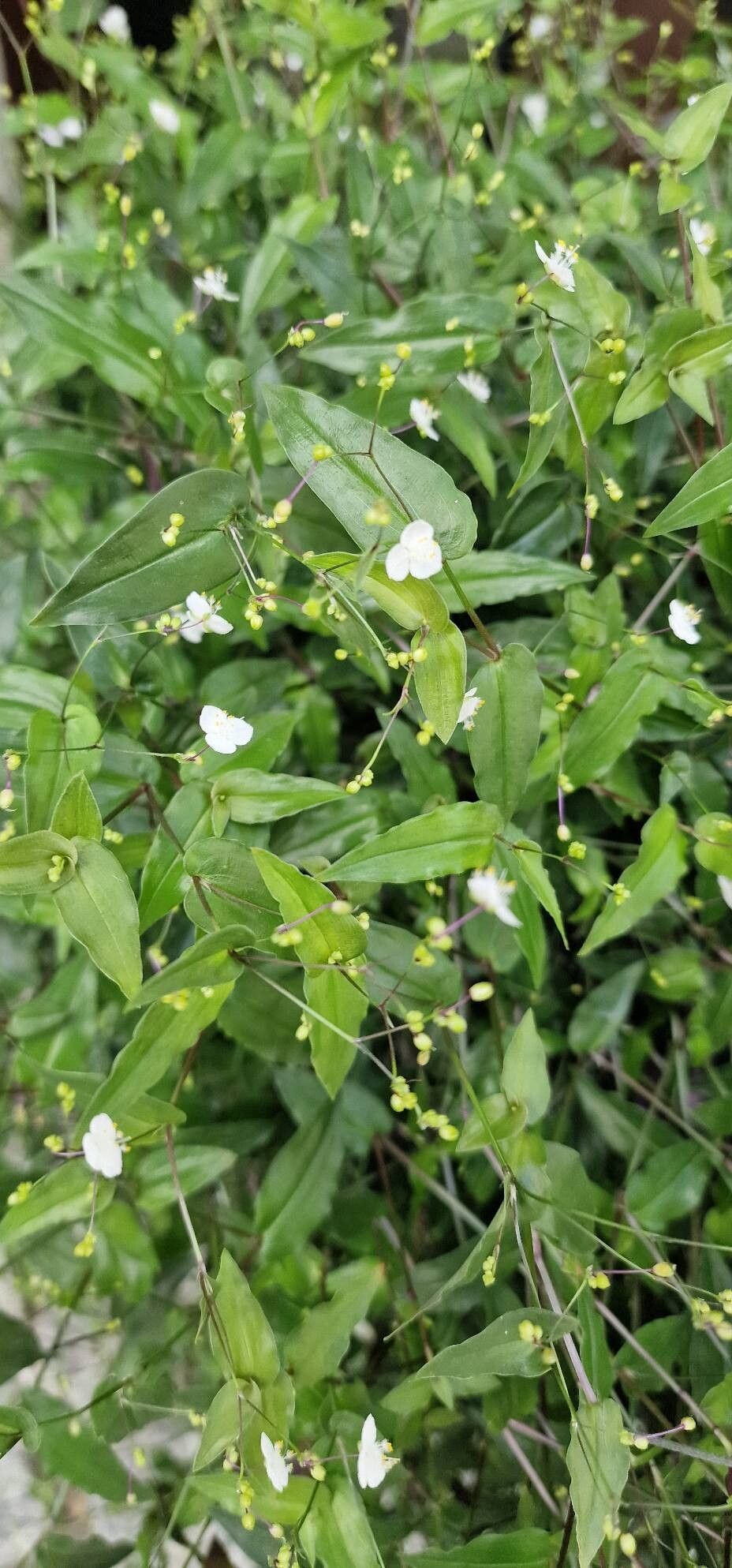 Gibasis pulchella leaf