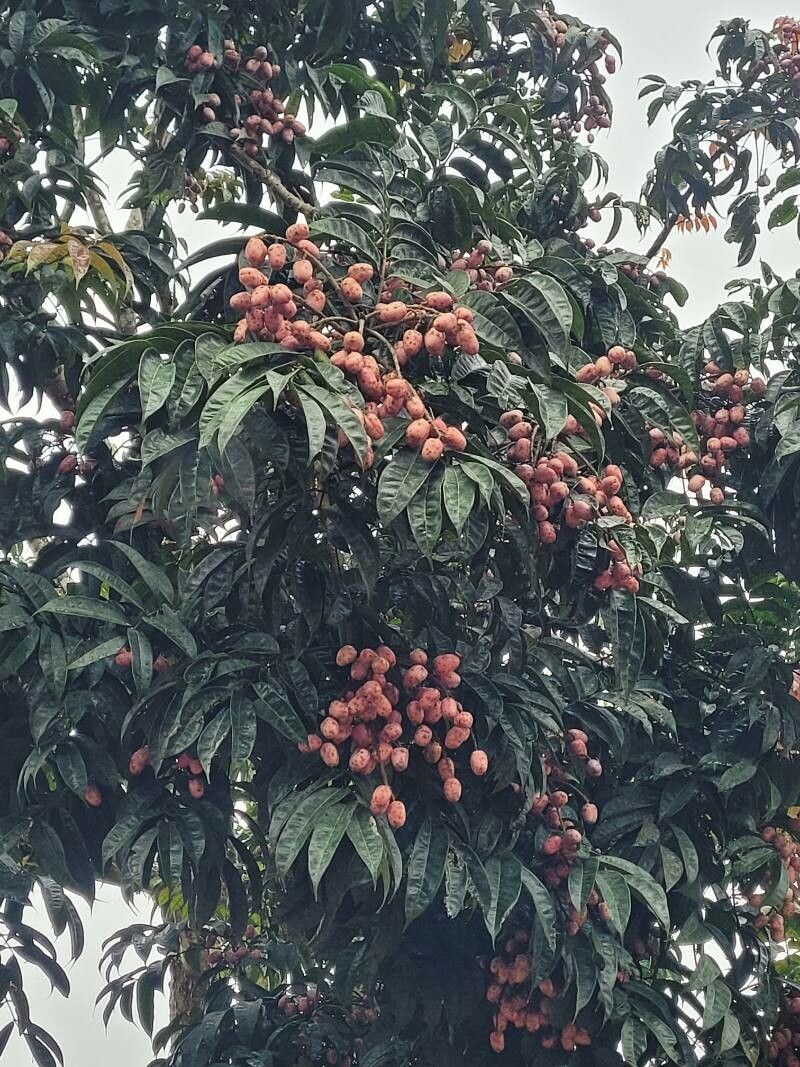 Dacryodes edulis fruit