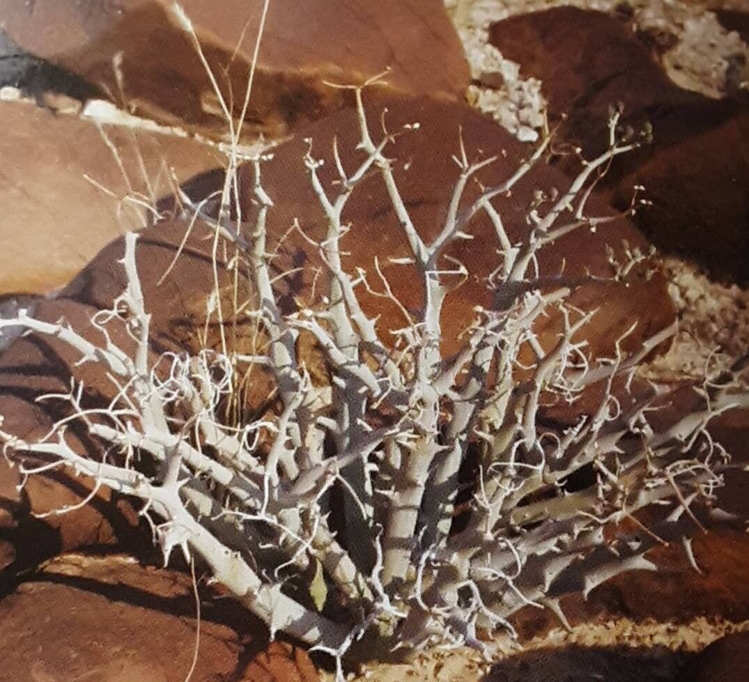 Euphorbia gariepina habit