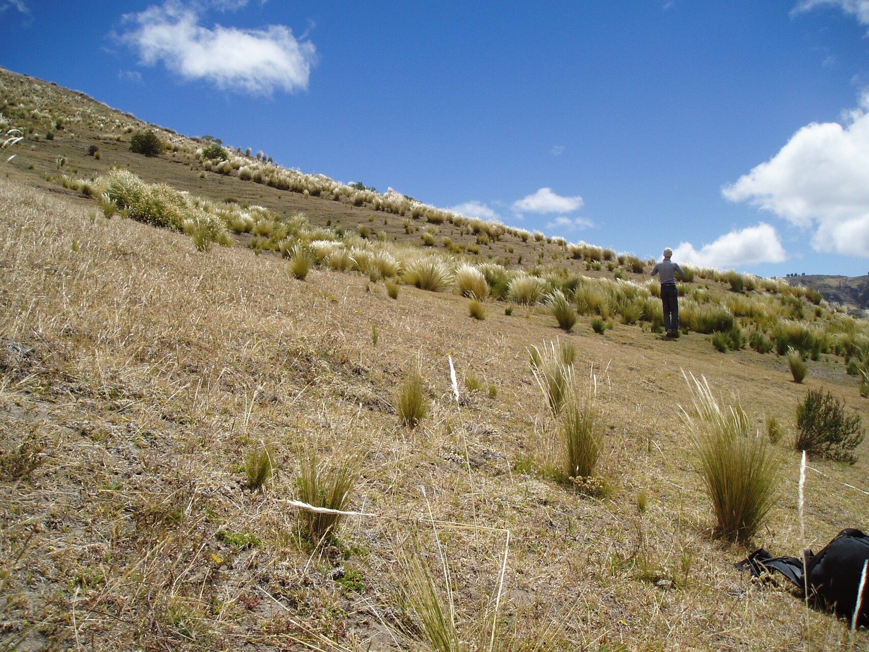 Puya glomerifera other
