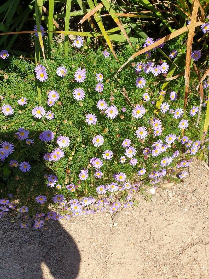 Brachyscome iberidifolia flower
