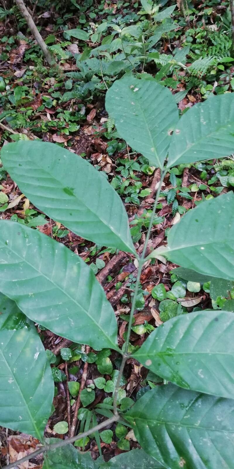 Funtumia elastica — houseplant care guide