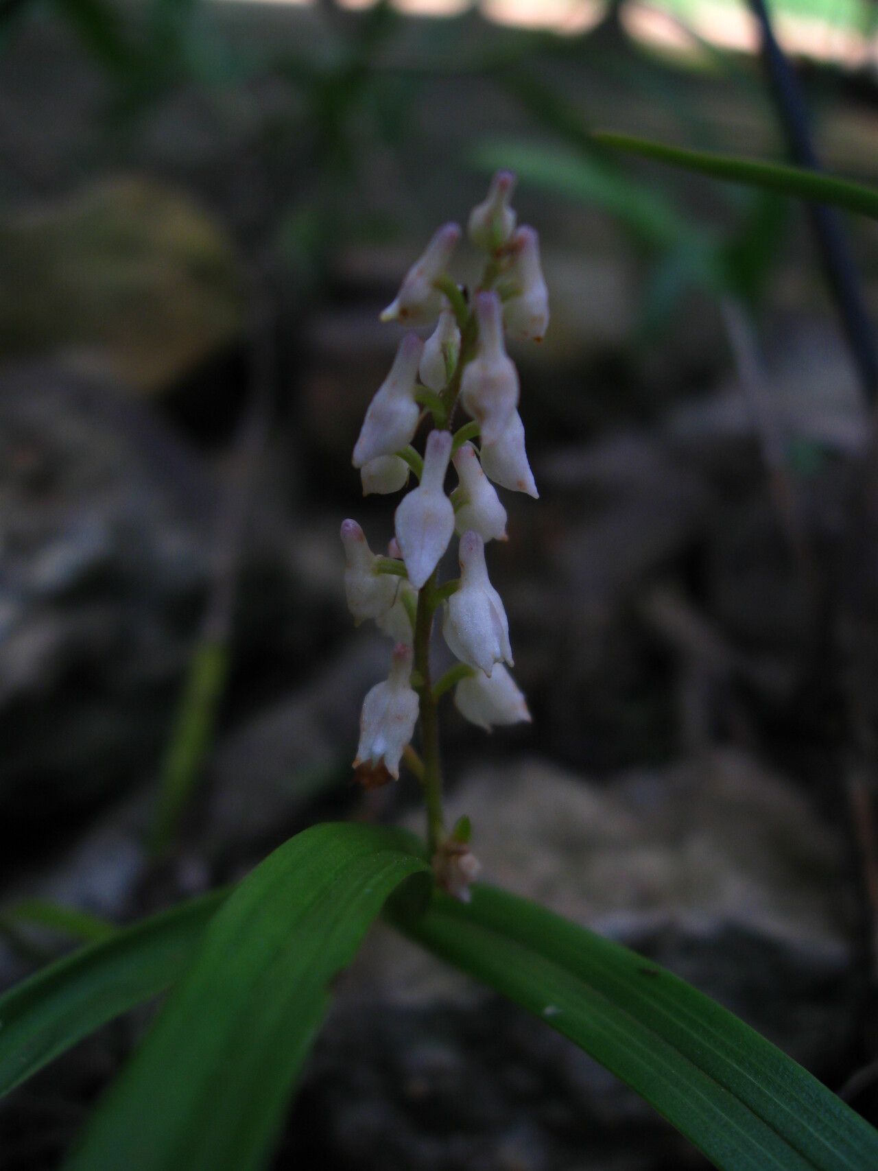 Polystachya hastata — houseplant care guide