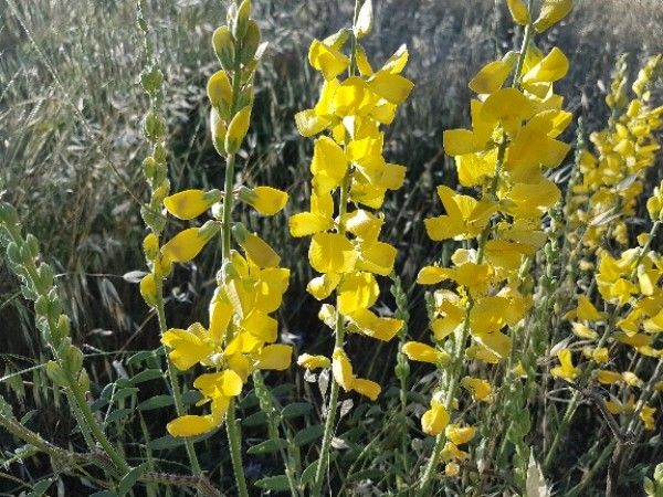 Onobrychis galegifolia flower
