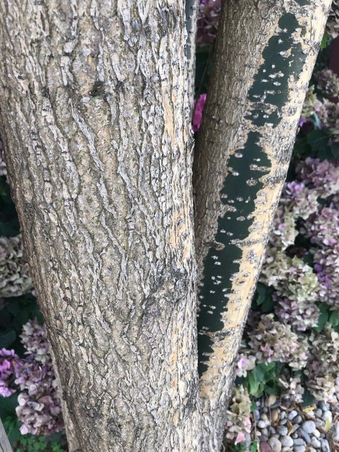 Cordyla africana bark