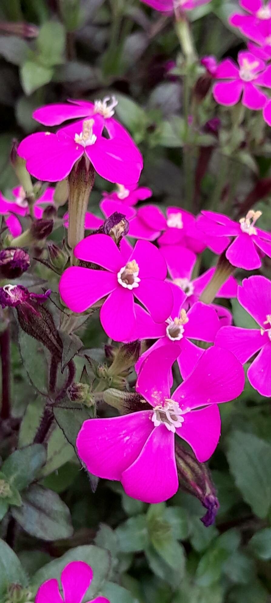 Silene pseudoatocion flower