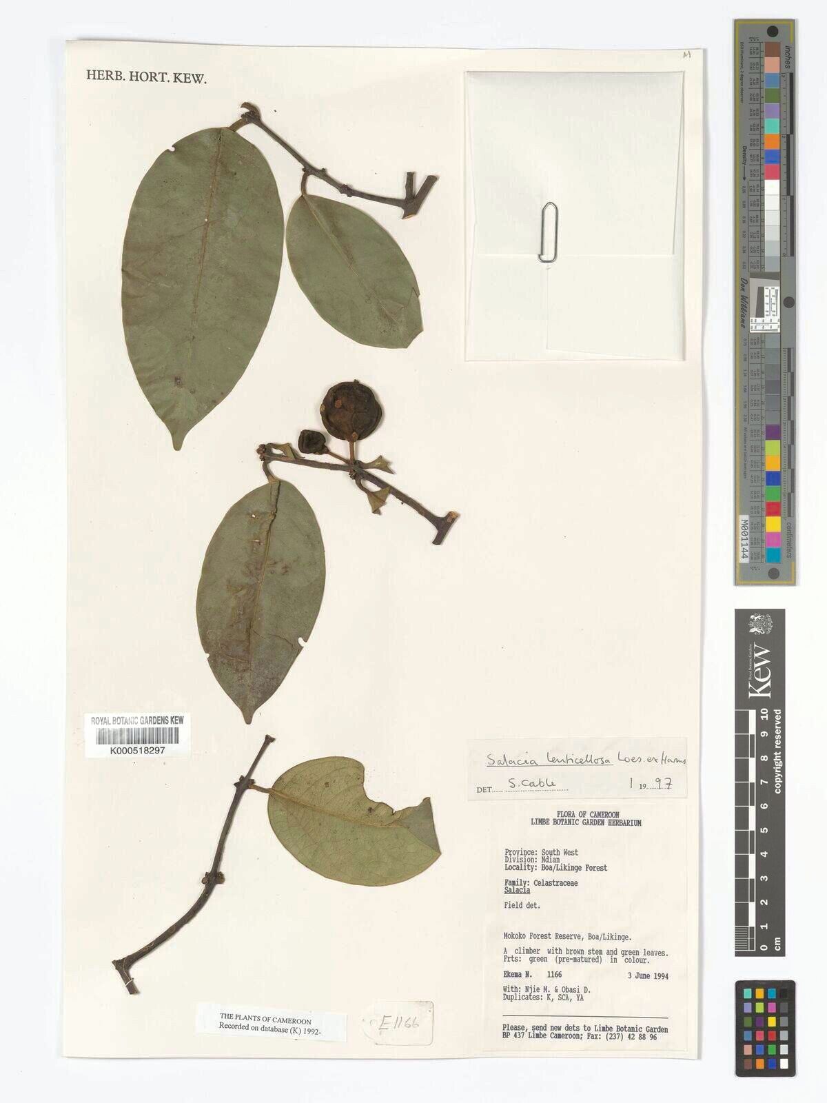 Salacia lenticellosa — houseplant care guide