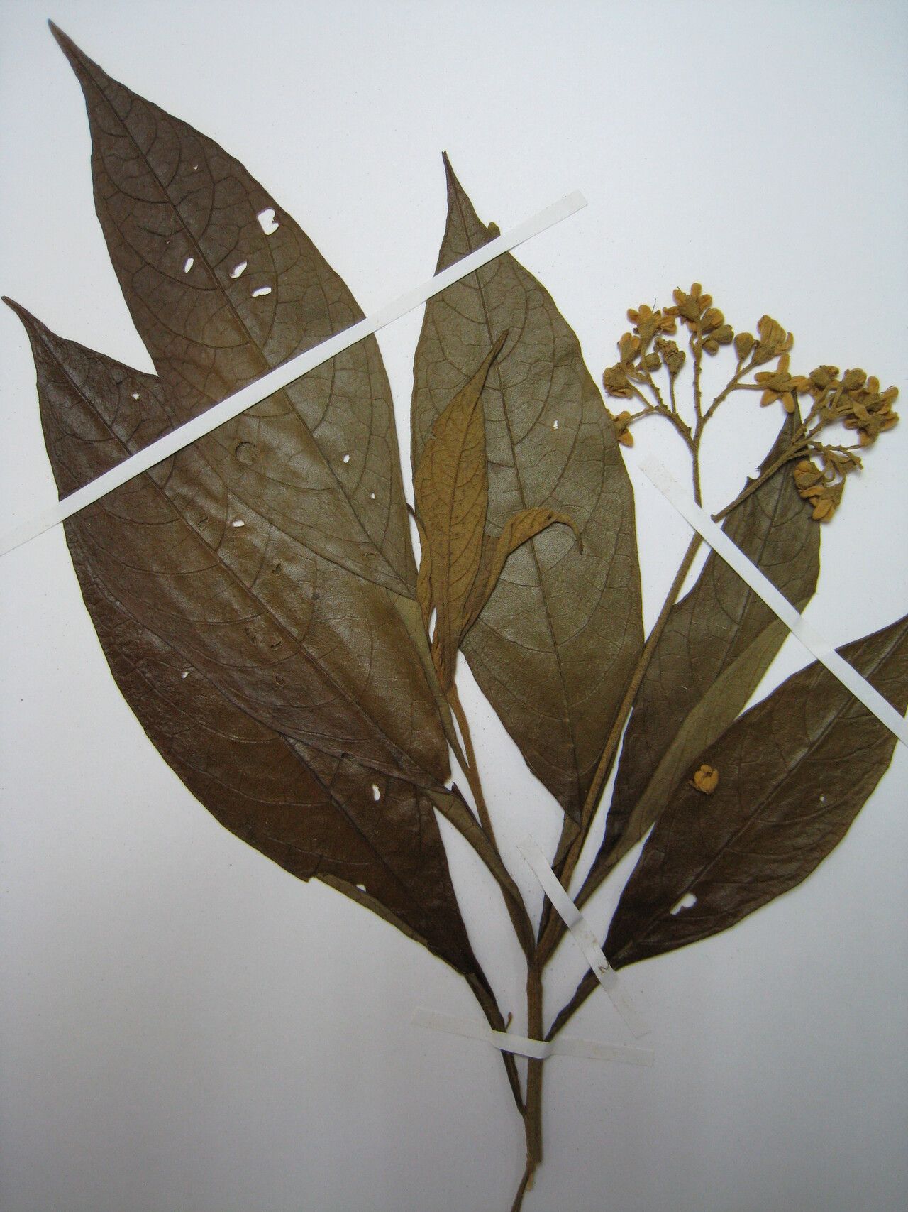 Solanum rugosum — houseplant care guide