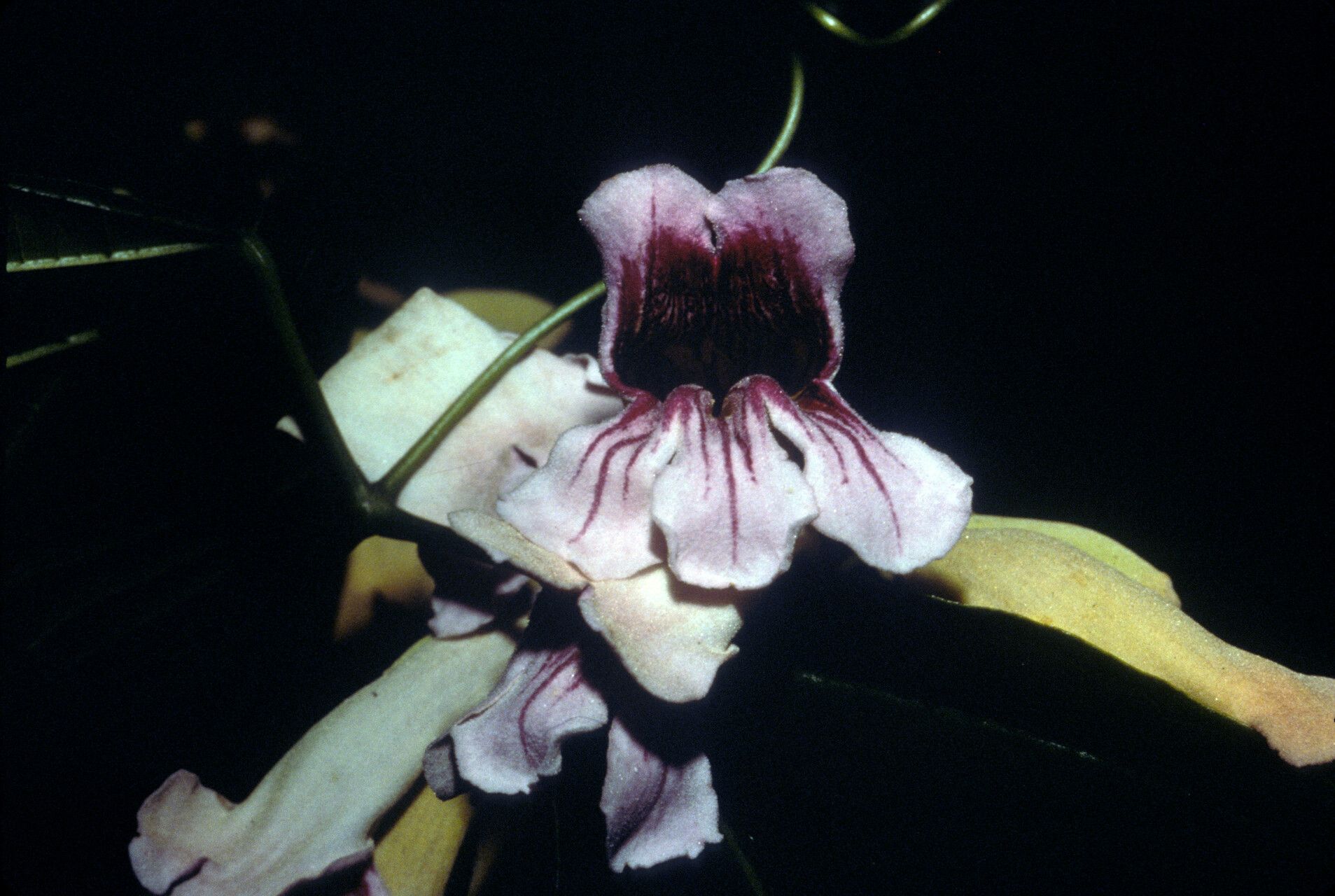 Bignonia prieurii flower