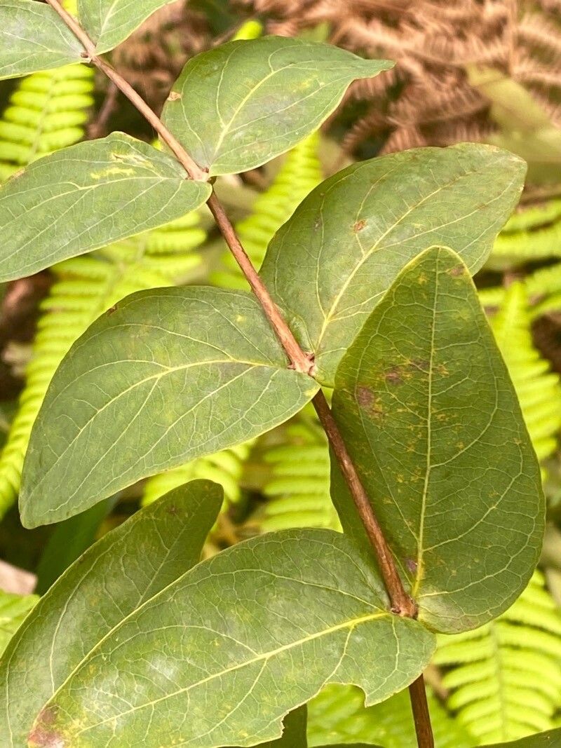 Hypericum grandifolium leaf
