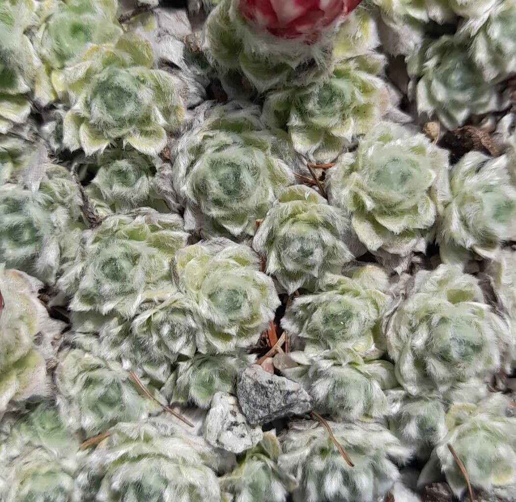 Helichrysum milfordiae — search result for 'Lesotho'