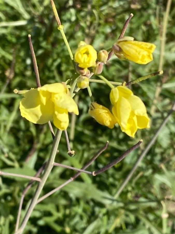 Diplotaxis tenuifolia flower