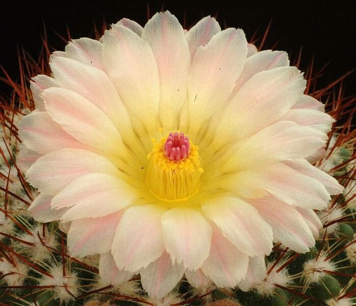 Parodia roseolutea — houseplant care guide