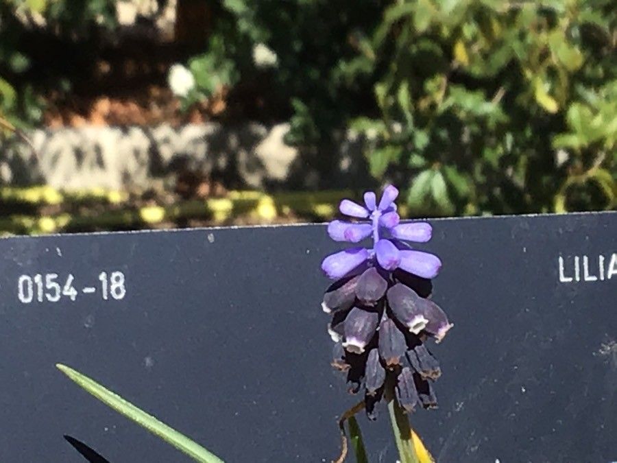 Muscari olivetorum flower