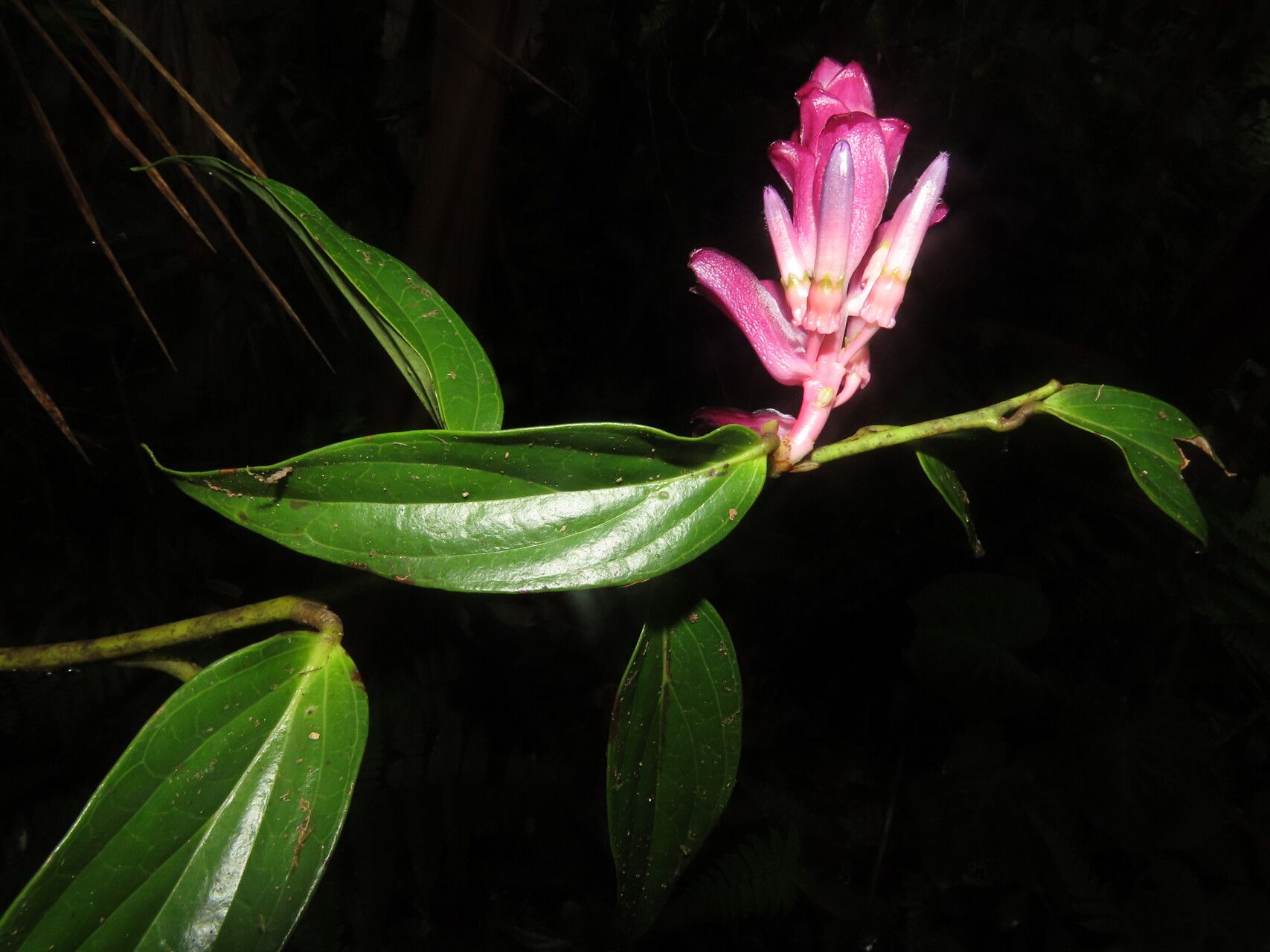 Cavendishia atroviolacea leaf