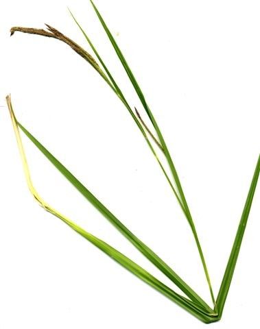Carex microcarpa flower