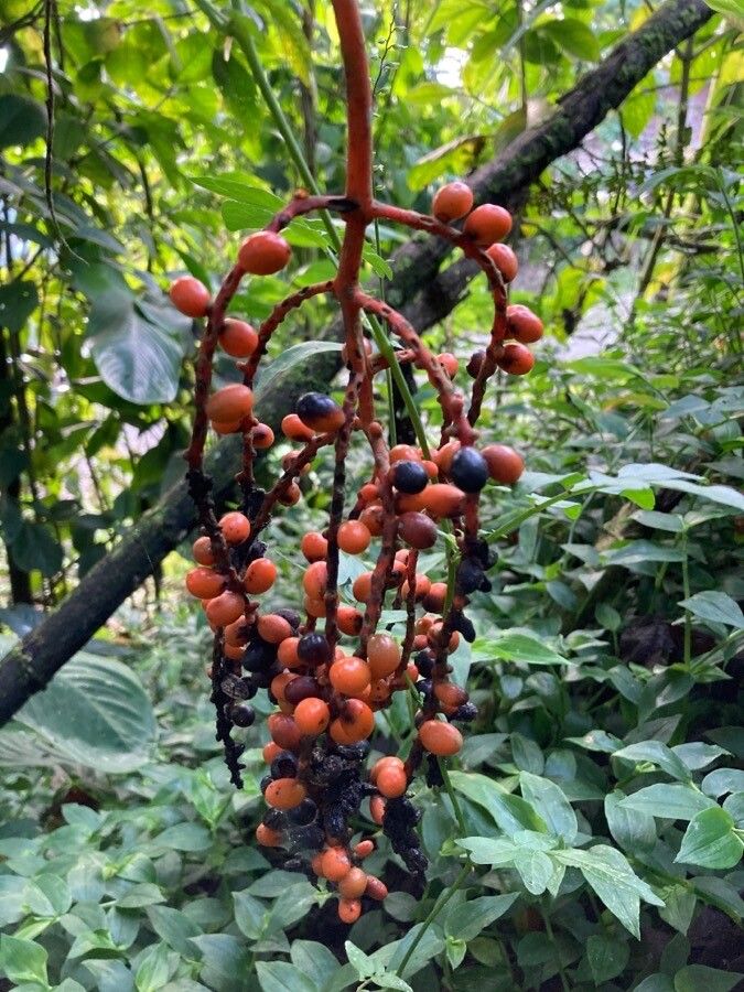 Chamaedorea pinnatifrons fruit