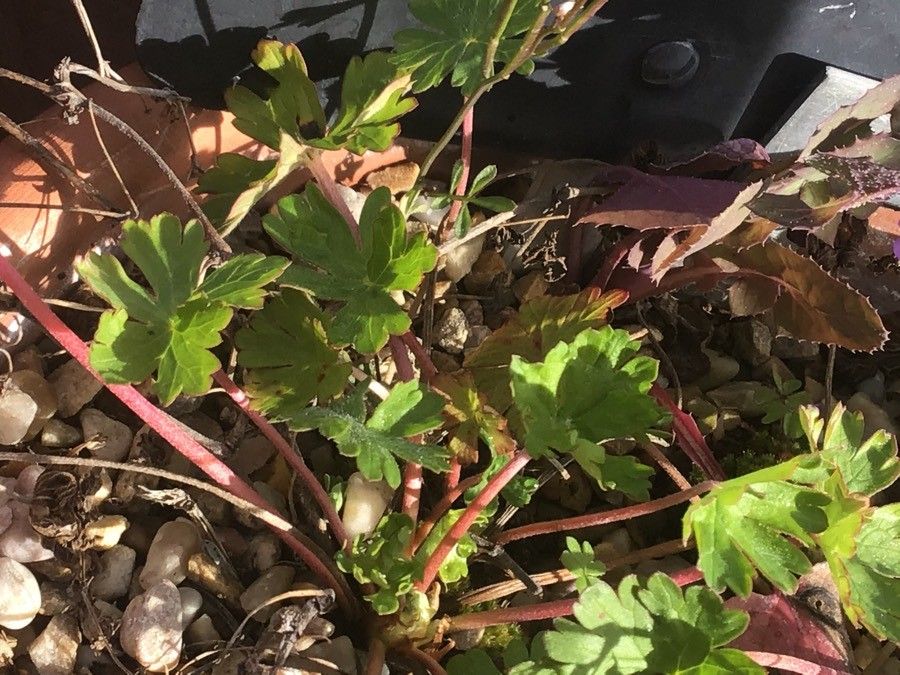 Geranium reflexum — houseplant care guide