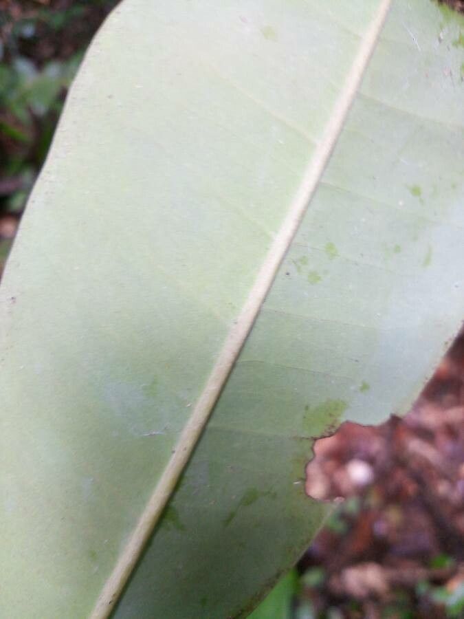 Aspidosperma excelsum — search result for 'Peru to Bolivia'