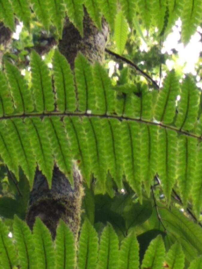 Thelypteris reticulata leaf