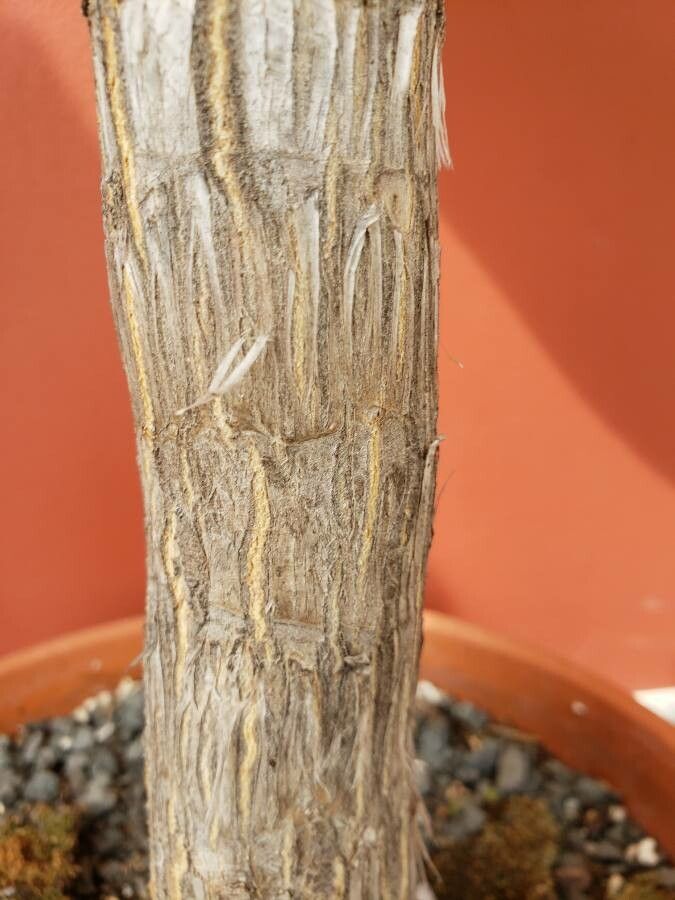 Aloe rubroviolacea bark