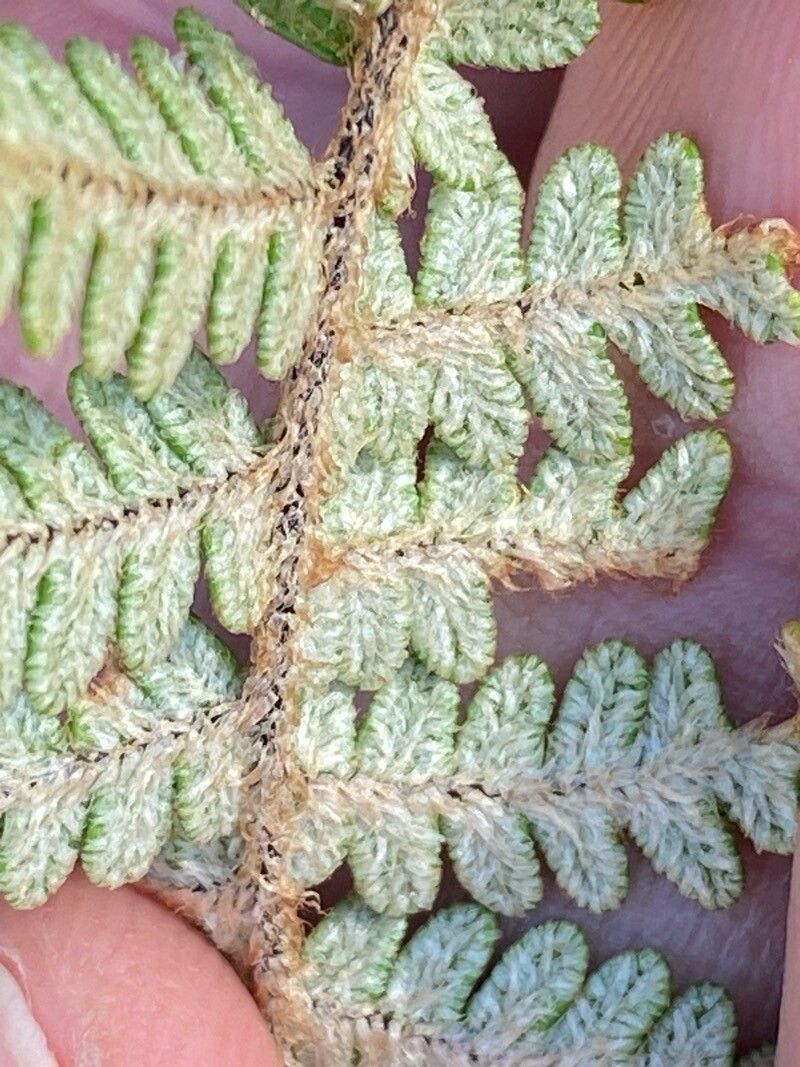 Hemionitis gluckuk leaf