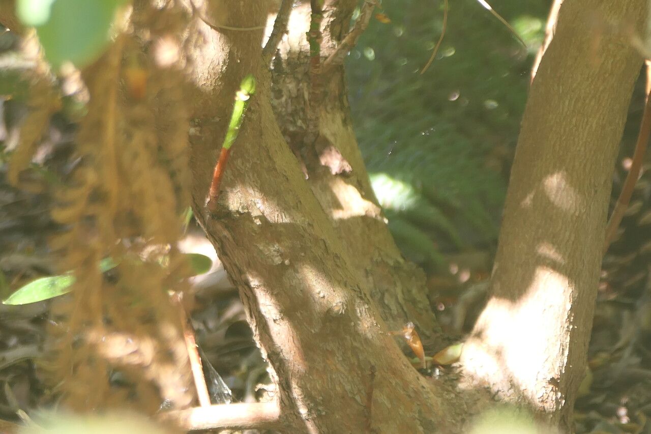 Rhododendron campylocarpum bark