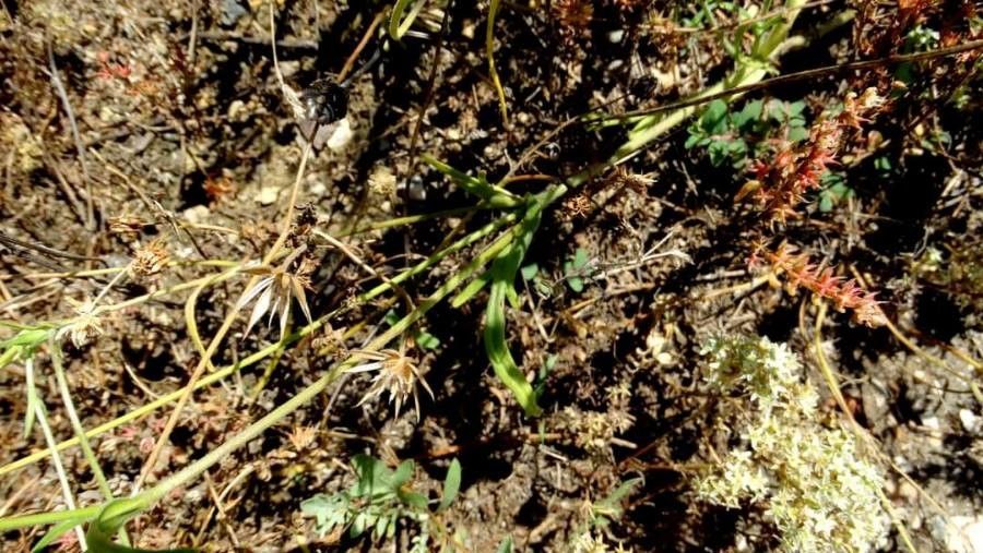 Knautia orientalis — search result for 'Knautia'