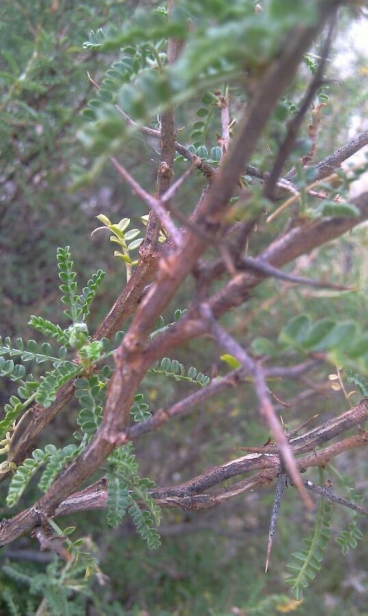 Adesmia schickendanzii bark