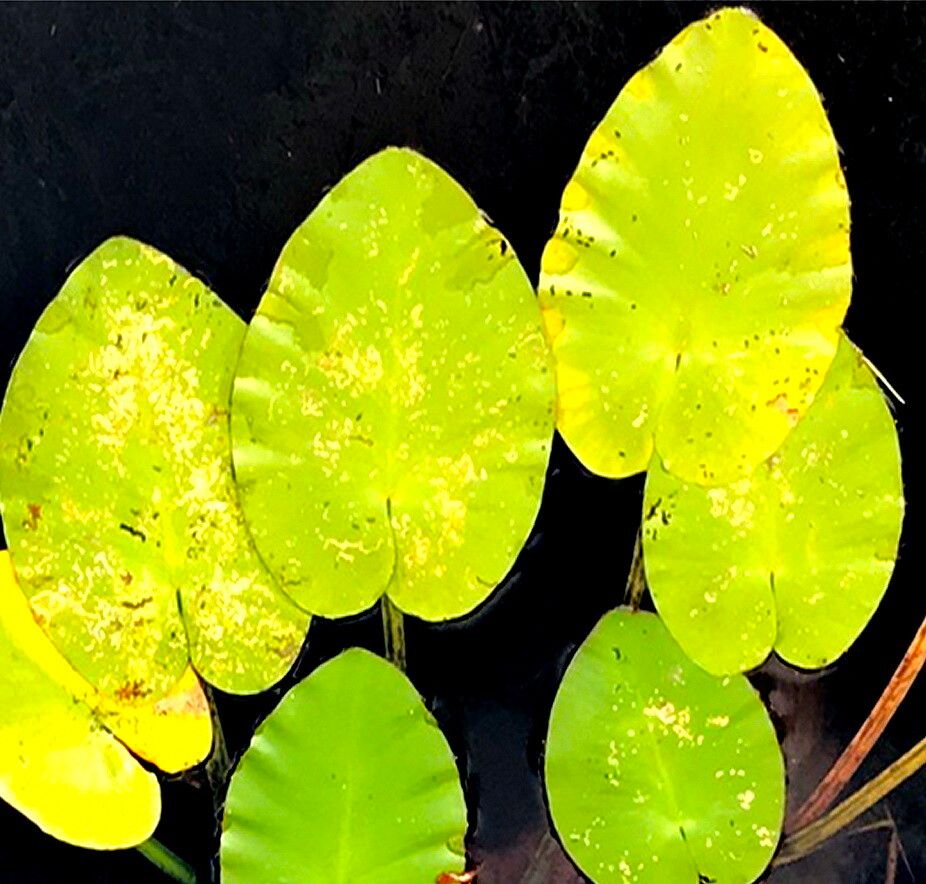 Nuphar variegata — search result for 'Nuphar'