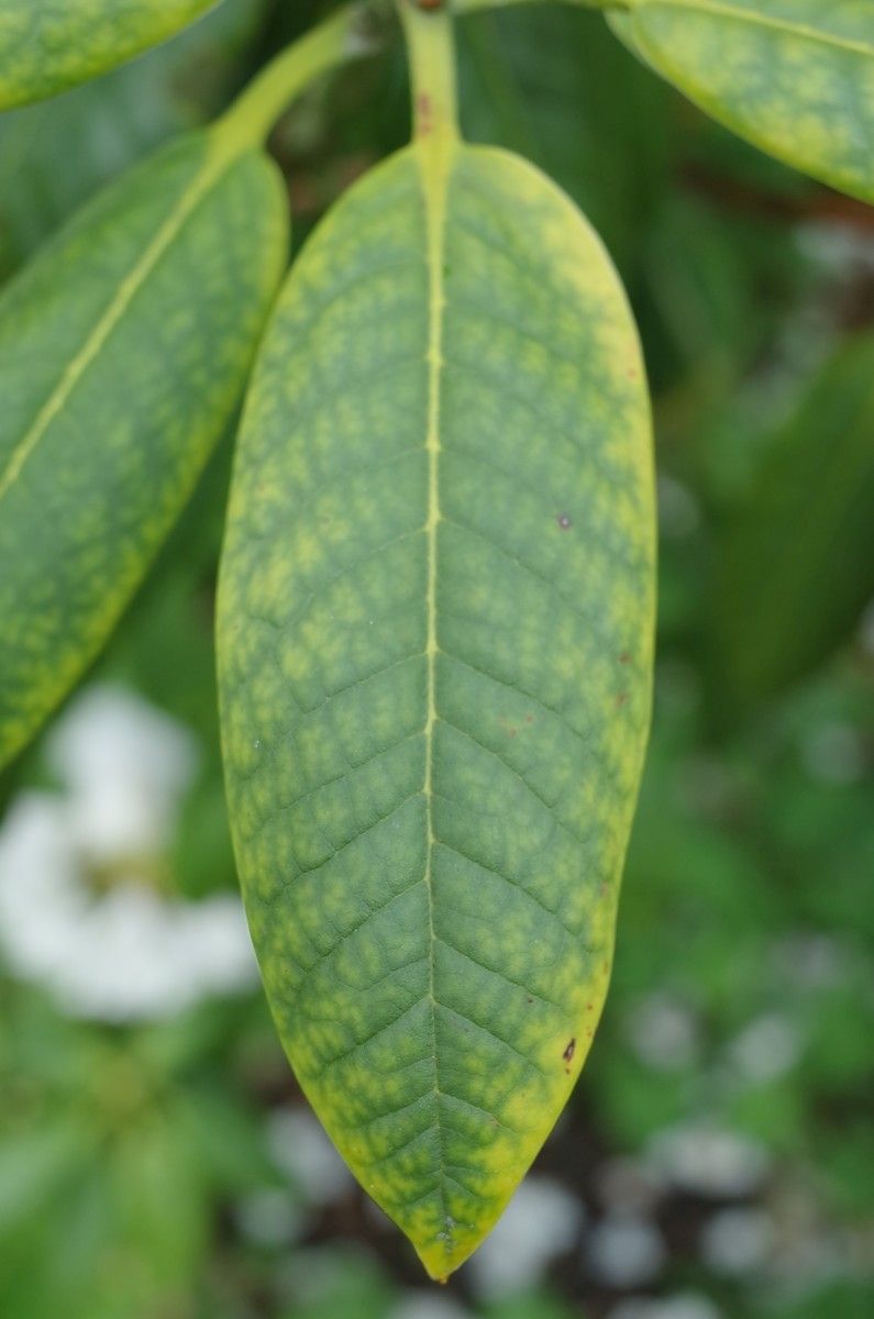 Rhododendron peregrinum — houseplant care guide