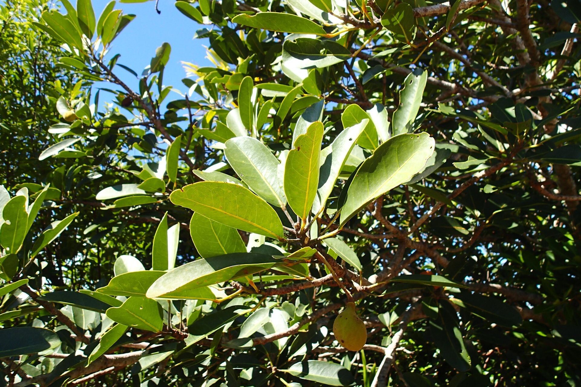 Acropogon schistophilus — houseplant care guide