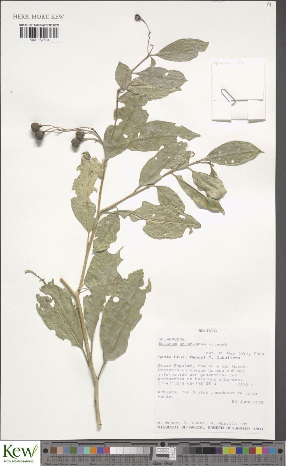 Solanum apiahyense — houseplant care guide