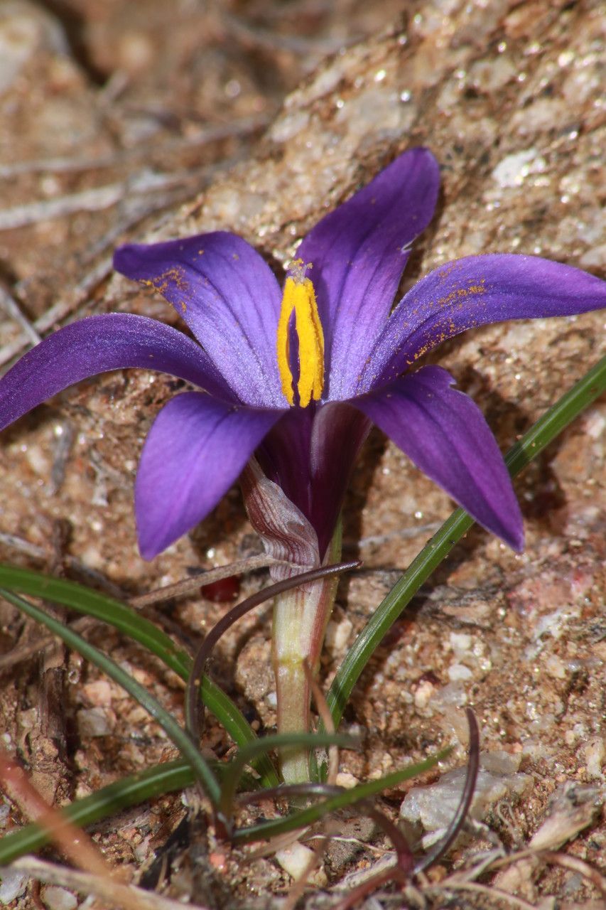 Romulea arnaudii habit