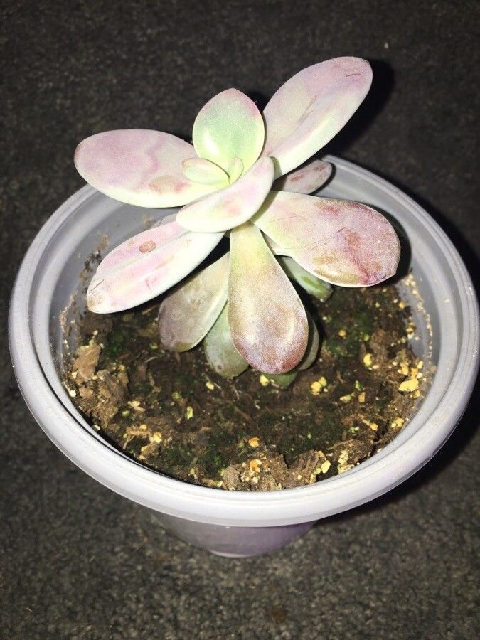 Graptopetalum amethystinum habit