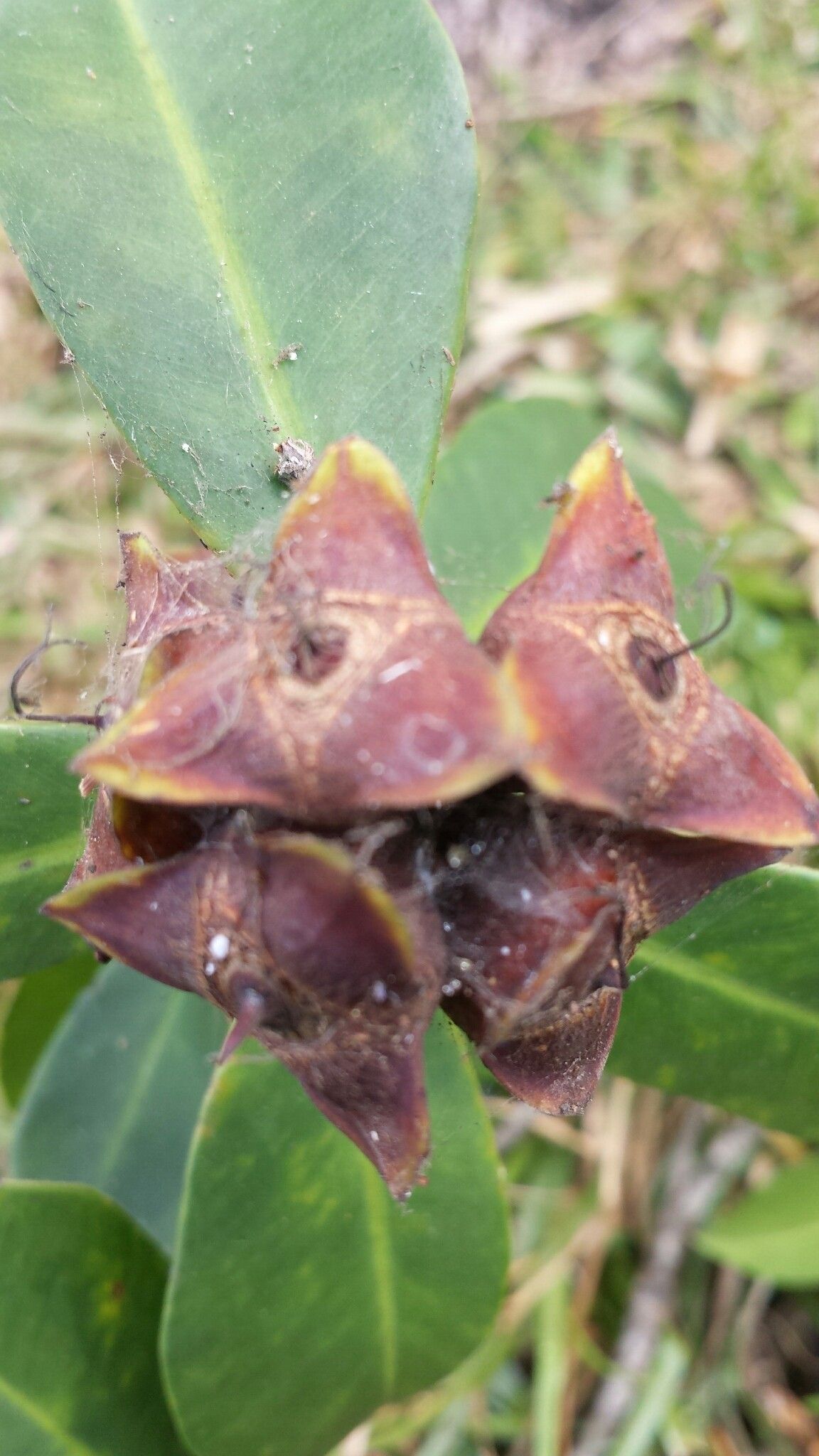 Foetidia obliqua fruit