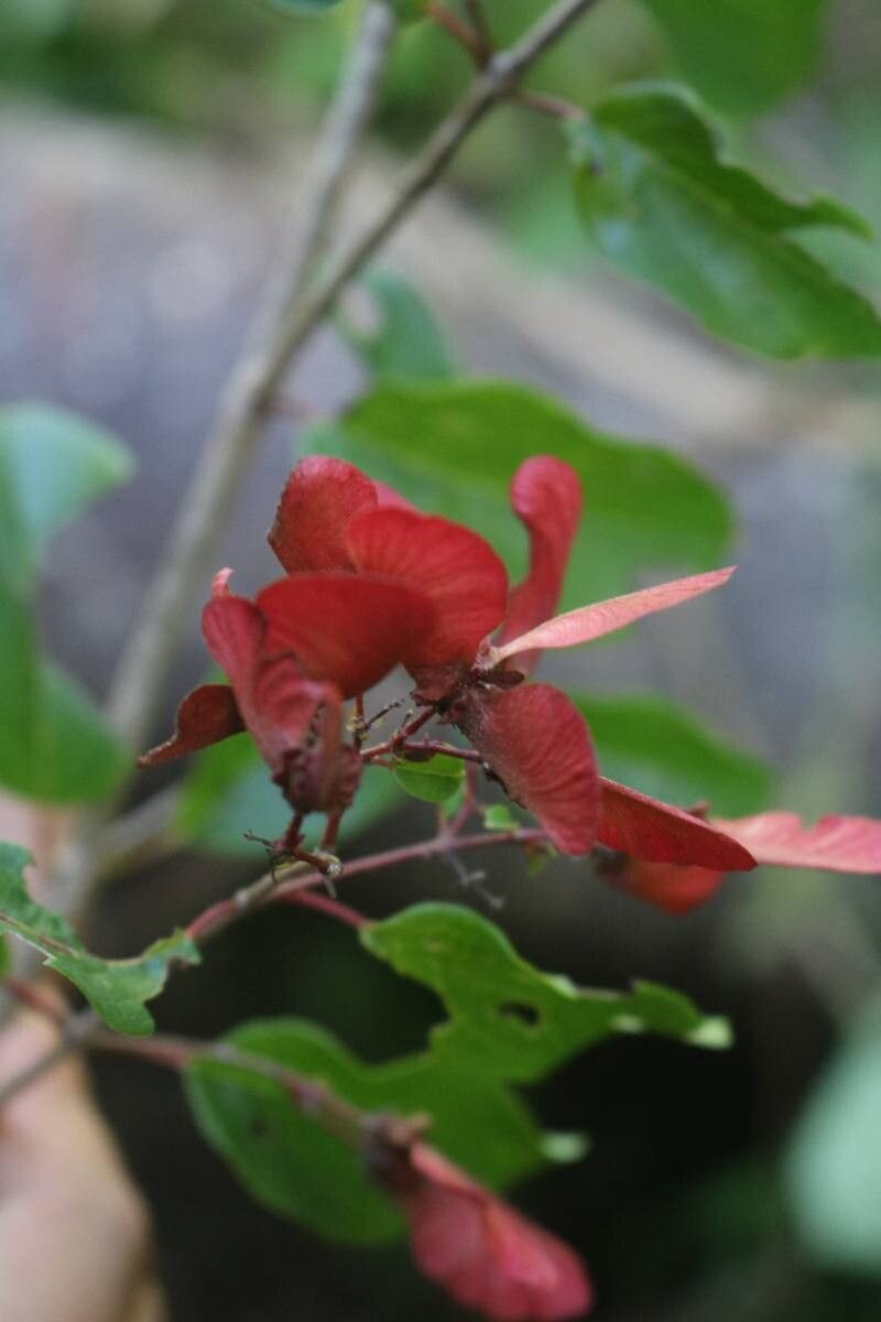 Heteropterys palmeri fruit