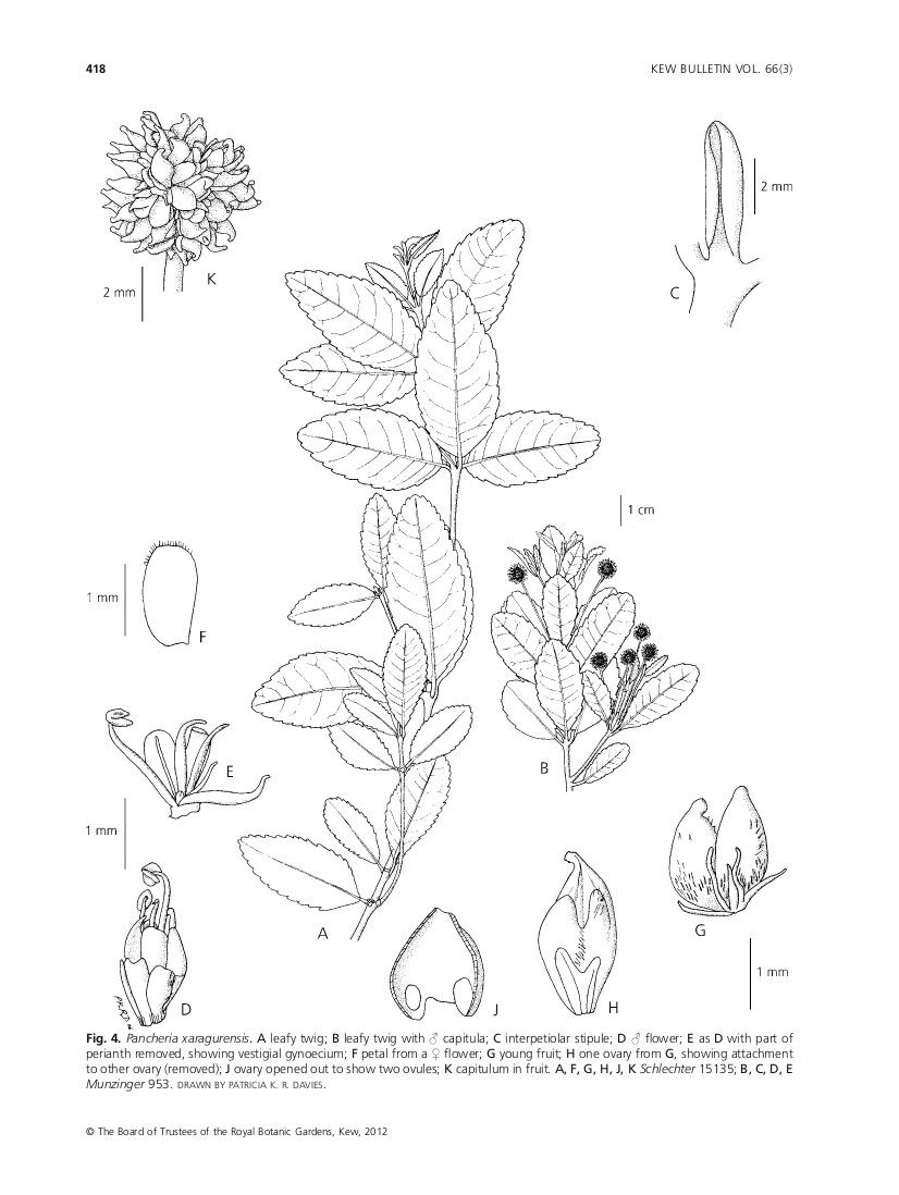 Pancheria xaragurensis other